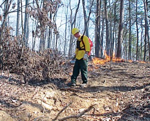 A crew member uses a drip torch in a prescribed burn at Cherokee National Forest. (Photo provided)