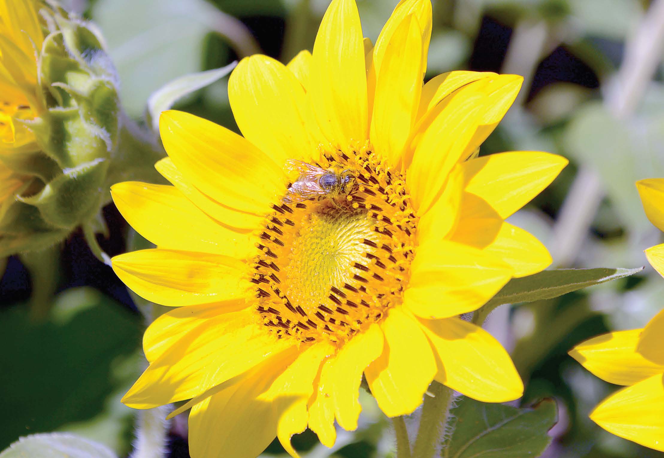 oak park mi flowers The Municipal