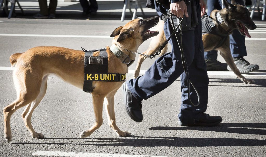 K-9s and their handlers form a bond based on trust, loyalty and understanding. While it’s easy to understand that relaxing is on a handler’s mind aft er a long shift , they should remember that their partner would like to relax with them and not be forgotten.  (Shutterstock.com)