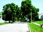 This residential site in Toledo, Ohio, is a Herms trial, establishing the performance and dose rate for a product called Xytect when used on these larger-sized trees