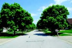 These treated trees are part of a 13-site Legacy Tree Project taking place in Ohio, Indiana, Illinois and Wisconsin.