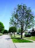 This tree, however, was in the untreated, control group.