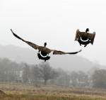 With flocks of Canada geese making the city park beach an unpleasant place to visit, one Michigan city employed the birds’ “natural” enemy to reduce their numbers: fake coyotes. (Shutterstock photo)