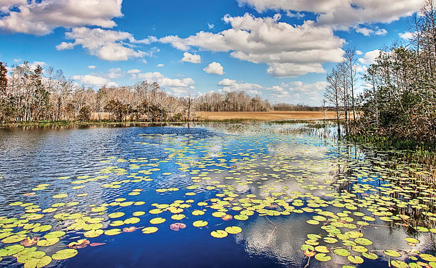 Grassy Waters Preserve supplies surface water to West Palm Beach, Fla. (Photo provided)