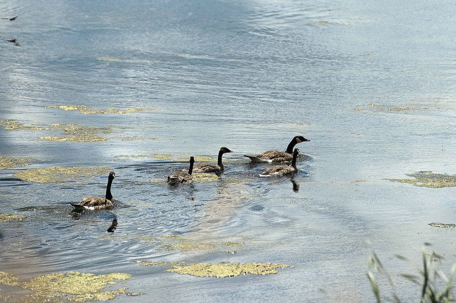 Geese enjoy the newly cleaned pond. (Photo by Bre McGee)