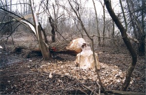 beaver dropped tree on powerline