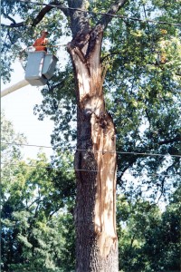 tree broke in storm