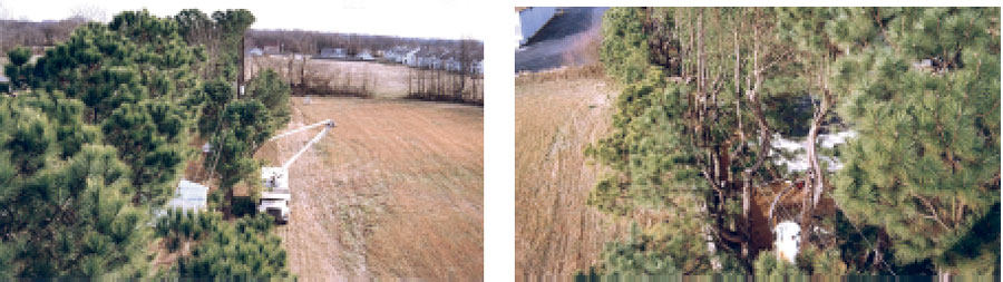 tree-trimming