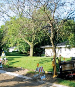 HDD left this lawn and mature tree intact. It also required less restoration afterward, compared to traditional trenched projects.