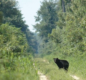 primary benefit of the project is the safety of both motorists and wildlife