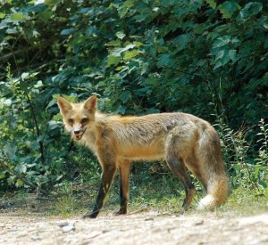 primary benefit of the project is the safety of both motorists and wildlife