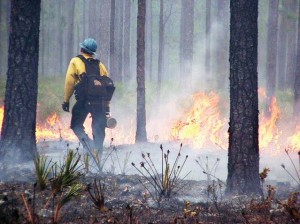 A crew member monitors a prescribed fire in Cherokee National Forest in Tennessee. (Photo provided)
