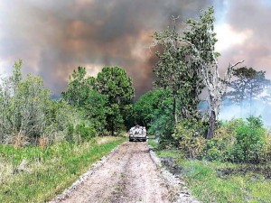 Highlands Hammock State Park in Sebring, Fla. (Photo provided)