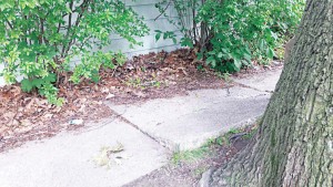 A sidewalk in Ithaca, N.Y., heaved up, most likely from the tree’s roots. Prior to the city’s enacting a Sidewalk Improvement District, the property owner would have been responsible for the cost of replacing or repairing the sidewalk. (Photo provided)