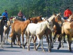 Members of the Volunteer Fire Company of Chincoteague, Va., herd wild ponies through the streets of Chincoteague after making them swim the Assateague Channel. (Photo provided)