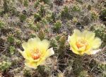 Cactuses bloom on top of Ramsey-Washington Metro Watershed District’s garage’s roof. (Photo provided by RWMWD)