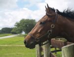 Today Ocala and surrounding Marion County boast nearly 1,200 horse farms