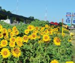 Oak Park, Mich., began planting sunflowers throughout the city thanks to a placemaking plan thought up by City Manager Erik Tungate. Sunflowers can be seen along the I-696 freeway where over 20,000 vehicles travel each day (Photo provided)