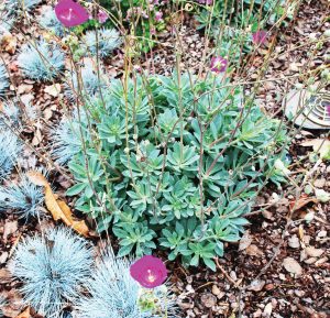 The city of Chula Vista has replaced much of its landscaping with drought-tolerant species that significantly reduce water use and maintenance costs. (Photo provided)