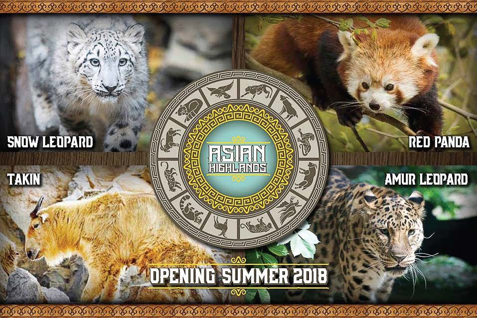 A sign of things to come at Cleveland Metroparks in 2018, the Asian Highlands will be a global destination area and home to a snow leopard, red pandas, takin and a Amur leopard, one of the most endangered big cats on earth. (Photo provided by Cleveland Metroparks/Kyle Lanzer)