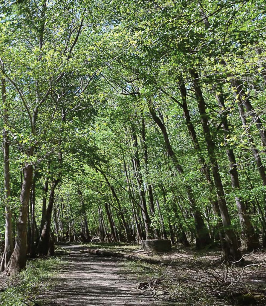 The benefits of having refreshing parks also extends to the environment, by helping protect animal habitats and reduce air pollution while giving people a safe means of interacting with nature. (Photo provided)