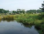 Natural coastal marshes provide erosion protection and coastal flooding benefits in addition to serving as a pollution buffer. Pictured is the Virginia Institute of Marine Science’s Teaching Marsh. (Photo provided)