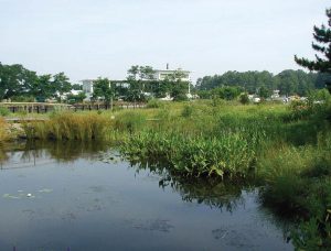 Natural coastal marshes provide erosion protection and coastal flooding benefits in addition to serving as a pollution buffer. Pictured is the Virginia Institute of Marine Science’s Teaching Marsh. (Photo provided)