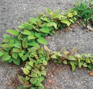 Japanese knotweed pokes through a sidewalk in Michigan. Knotweed can be found in almost every county in Michigan and in a wide swath of other U.S. states. (Photo provided)