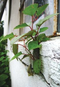 The U.S. is currently unprepared to handle Japanese knotweed, and spreading awareness is key to preventing its spread. Pictured is Japanese knotweed that has grown through a building’s wall. (Photo provided)