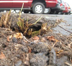 Knotweed roots can grow as far as 10 feet deep and 64 feet in diameter and requires care when removing. Treating it like another weed will only causes it to grow back more aggressively. (Photo provided)