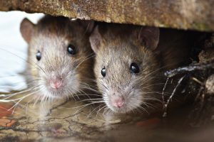 Rodents tend to become a pest control issue when construction takes place or littering allows them a readily available food source. Maintaining regular pest control contracts can help to deter the issue when it arises. (Shutterstock.com)