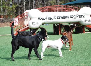 Dogs socialize at Newtown Dream Dog Park in Johns Creek, Ga. (Photo provided)