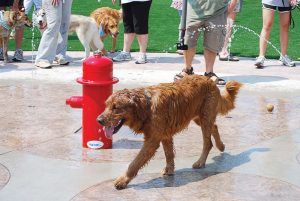 Water features can be an added bonus during summer months, cooling down canines at play. Pictured is Johns Creek’s dog park. (Photo provided)