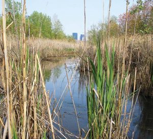 This “accidental wetland” occurred naturally next to a turnpike in Jersey City, N.J. This is one of the accidental wetlands that Dr. Monica Palta, a professor in the School of Life Sciences at Arizona State University, has studied. (Photo provided)