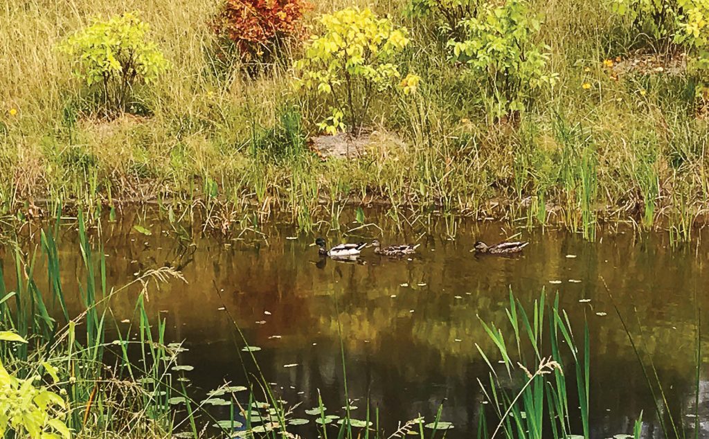 Wildlife soon moved into the neighborhood thanks to a created wetland in Albany, N.Y. This wetland was created to mitigate decades of flooding in the Hansen Avenue neighborhood of Albany. (Photo Provided)