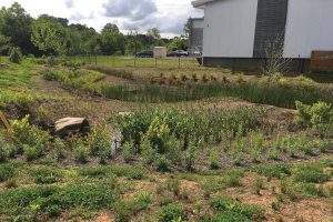 This created wetland on Craven Street in Asheville, N.C., was part of a public-private partnership with New Belgium Brewing. There’s a nearby greenway where folks can walk and enjoy nature. (Photo provided)