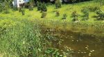 This is the created wetland in Albany, N.Y., in August 2017 — just six months after construction was completed and four months after plantings. Commissioner Joe Coffey remarked that already at this point the wetland looked as if it had always been there. (Photo provided)