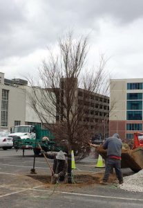 Louisville, Ky., urges other municipalities to move ahead with thoughtful designs on how to plant trees in parking lots. (Photo provided)