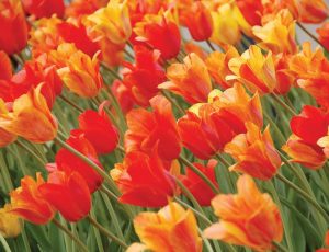 Holland, Mich., has embraced the legacy left by its Dutch founders, fi rst planting 100,000 tulips in 1929. Since then about 5 million tulips have been planted across town, and the city has also incorporated other Dutch influences into its cityscape. (Photo provided)