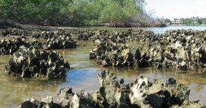 Pictured is a reviving oyster bed in the Naples Bay in Florida. The city’s alternative water supply program had an additional environmental benefit for the bay by keeping the ecological balance in order through the reduction or elimination of freshwater intrusion from the Golden Gate Canal. (Photo provided)