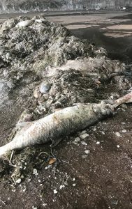 Lee County alone received approximately 1,472 tons of dead fi sh, which were collected from the beach and sea. (Photo provided)