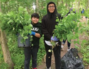 Volunteers have helped CCPR address invasive plants, particularly garlic mustard. (Photo provided)