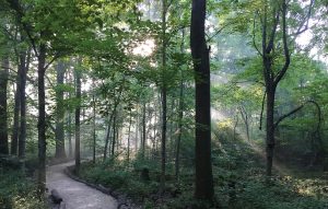 Carmel Clay Parks & Recreation has sought to bring native habitats back to its community. Pictured is Central Park’s East Woods. (Photo provided)