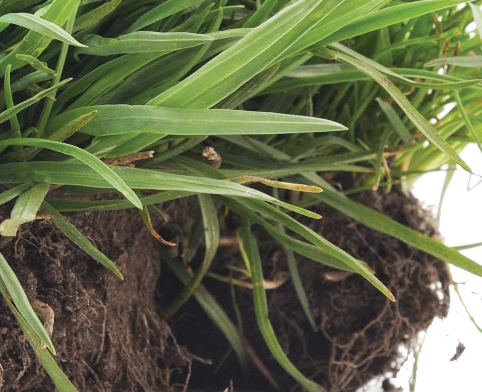 Anuvia puts organic matter back into the soil, creating a nourishing environment for microbial activity. (Photo provided)