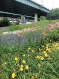 Pleasing plantings have been used along I-71 South in Cincinnati, Ohio. Plants are maintained by park staff. (Photo provided)
