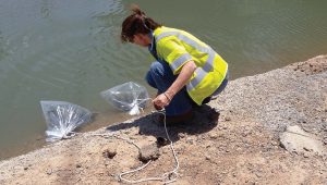 A SRP employee prepares to release mosquito fish into a canal. The fish eat mosquito eggs and larvae before they can mature, lessening the mosquito nuisance during monsoon season. (Photo provided)