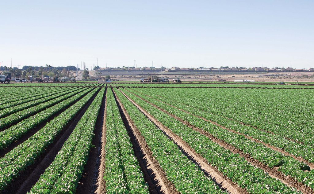 Agriculture is a big industry in Yuma and a majority of the people coming across the border are primarily serving in the agricultural industry as opposed to manufacturing or retail. (Shutterstock.com)