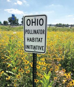 Milkweed is an important part of ODOT’s pollinator habitat as the agency hopes to bolster monarch butterfly numbers. Ohioans can help by harvesting milkweed pods and leaving them at milkweed pod collection stations. (Photo provided)
