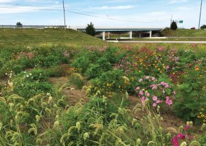For its pollinator habitats, ODOT seeded a mixed variety of native prairie plant species, providing food specifi c for pollinators. This program has been well received by the public who enjoy seeing beautiful flowers while they drive. (Photo provided)