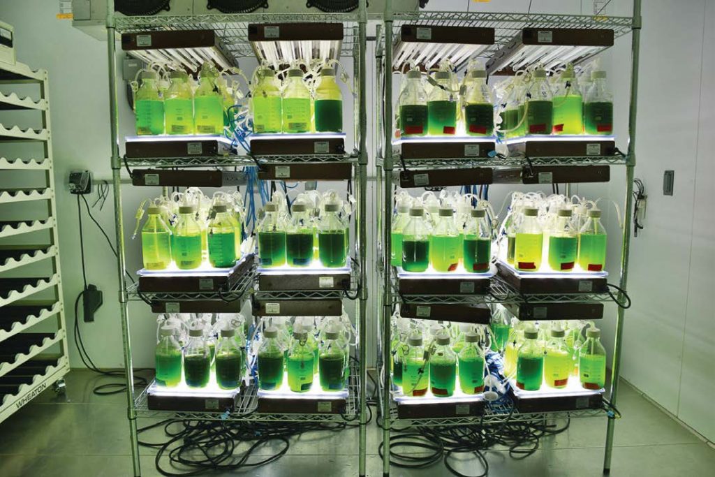 Pictured are algae samples at the University of Michigan. (Photo provided)